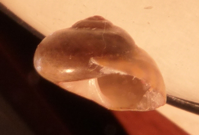 Trochidae Gibbula richardi ?